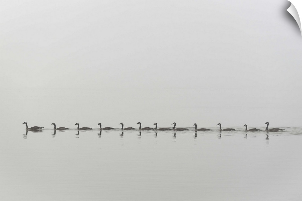 A flock of Canada Geese in a straight line on the water.