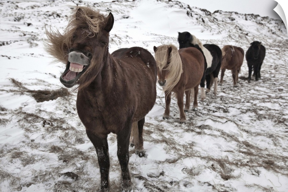 Five Icelandic horses in a row in a snowy landscape, with the leader making an amusing face.
