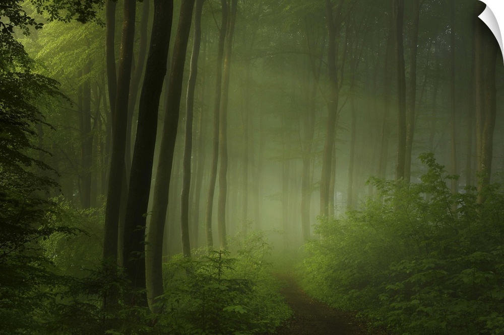 A path through a forest full of ferns, with beams of sunlight shining through the mist.