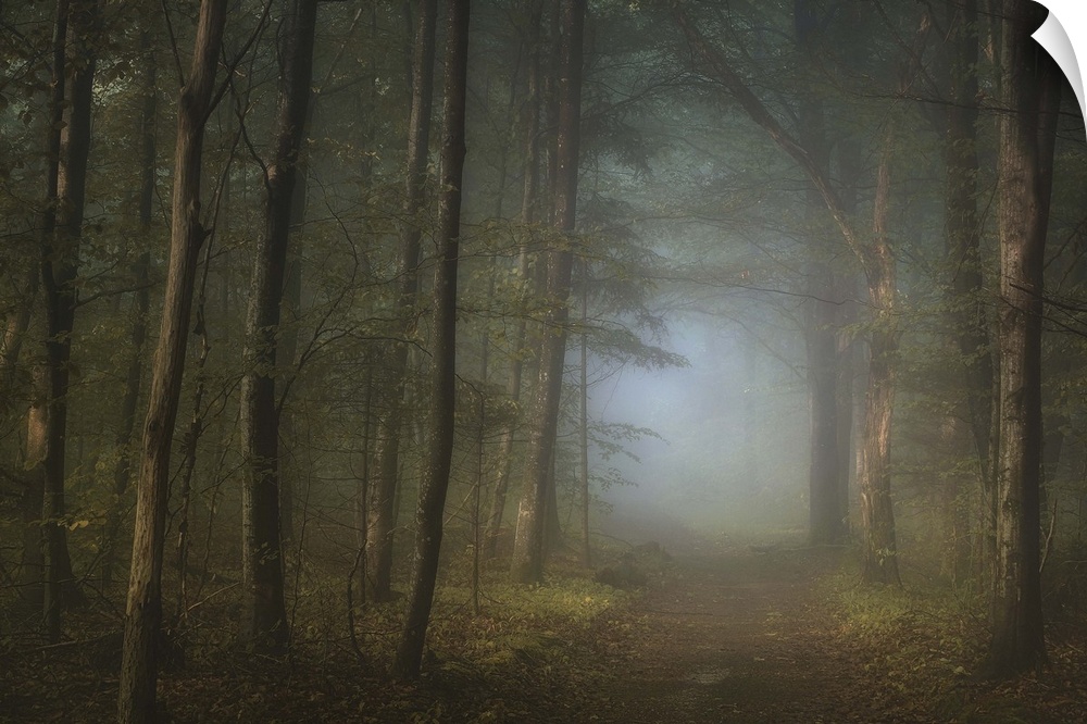 A dirt path through a misty forest of tall, thin trees.