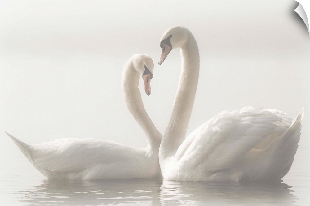 Two Mute Swans swim closely together, their arched necks creating the image of a heart.