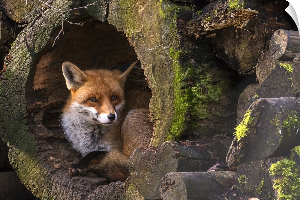 A fox hides in a hollow log in a forest.