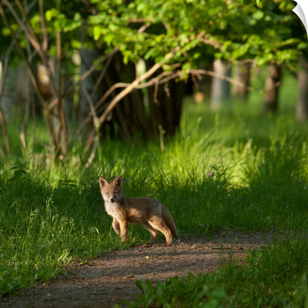 A young fox stops on a path in the forest, barely taller than the grass around it.