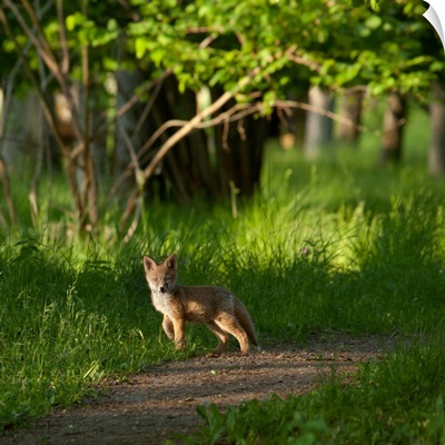 Fox Kit In The Woods