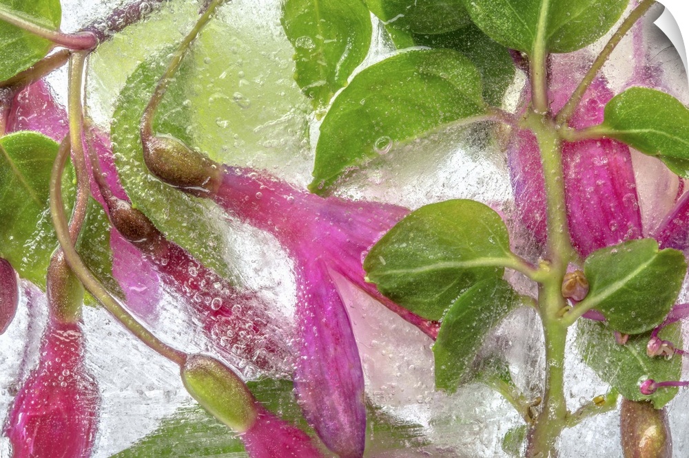 Vivid pink Fuchsia flowers frozen in ice.