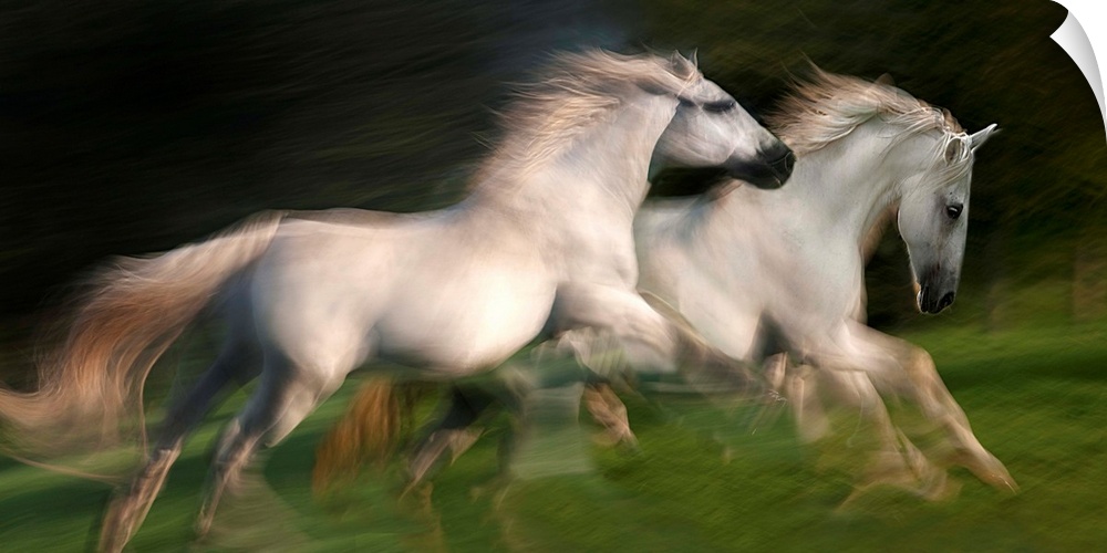 Motion blurred photograph of wild horses galloping side by side.