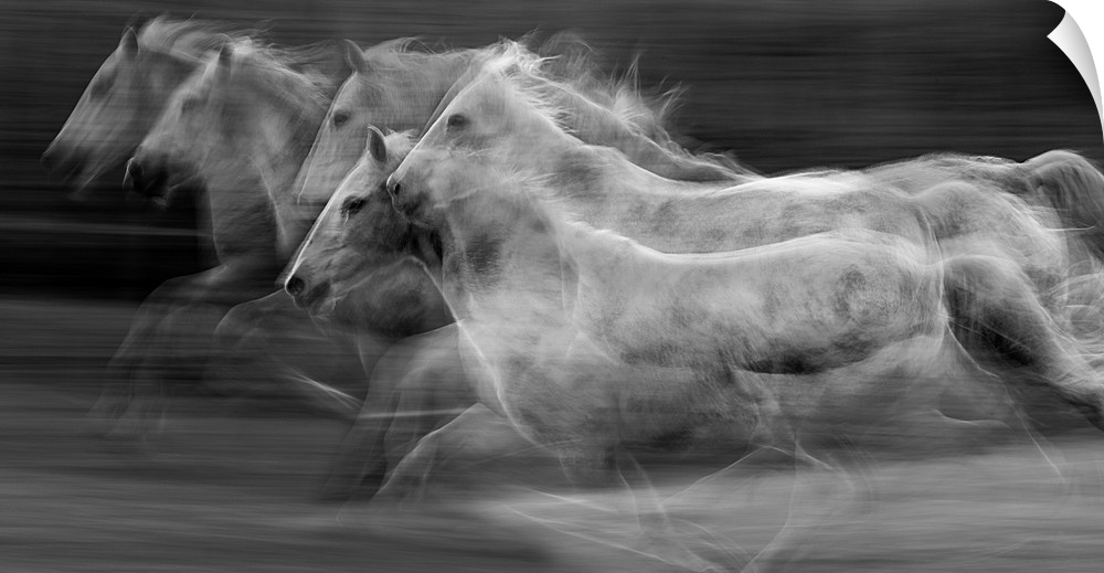 Galloping horses in a blur of multiple exposures.
