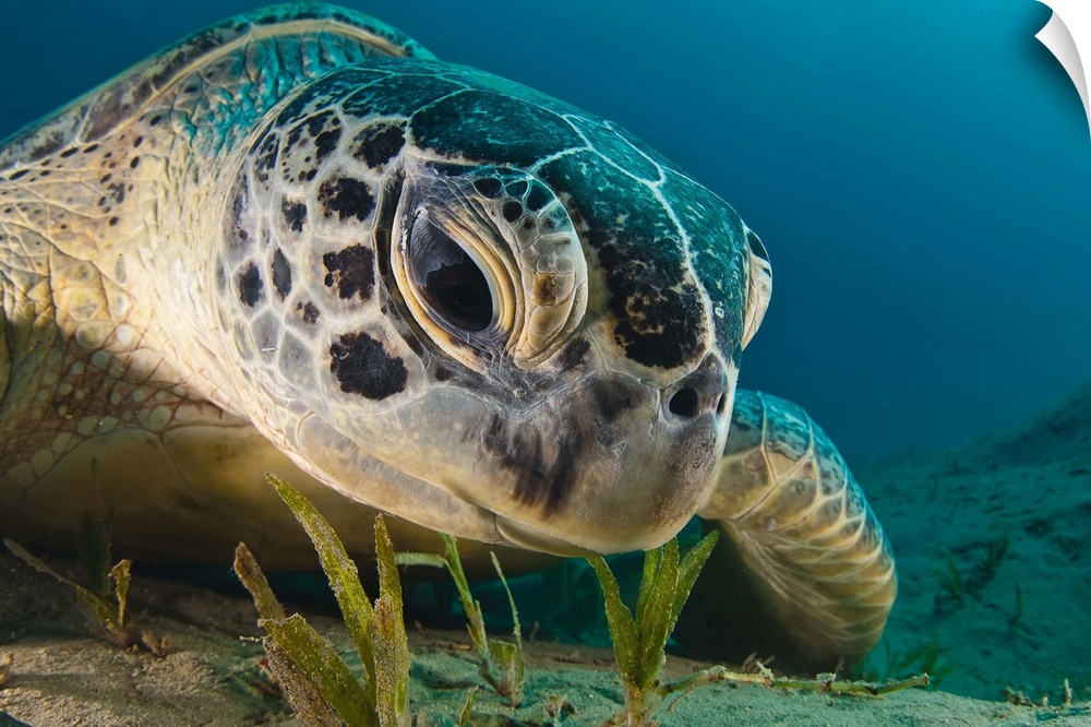 A sea turtle staring intently at the ocean floor.