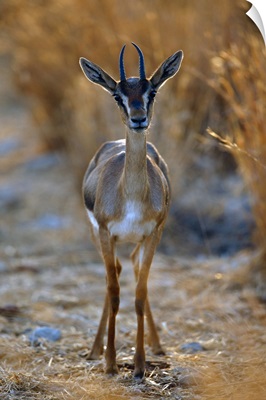Gazella Portrait