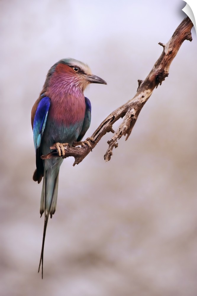 A close-up photograph of an exotic bird perched on a branch.