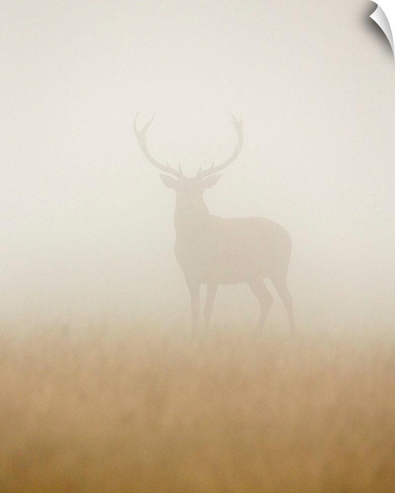 A portrait of a stag standing still in a thick haze.