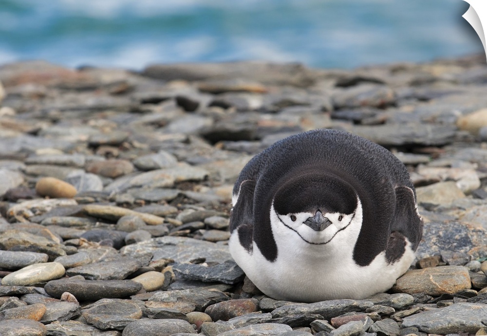 A portrait of a penguin laying on rocks.