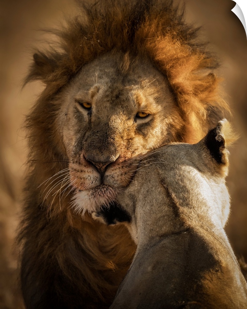 Female Lion was trying to get some love from her King after big Meal in Masai Mara "Kenya".