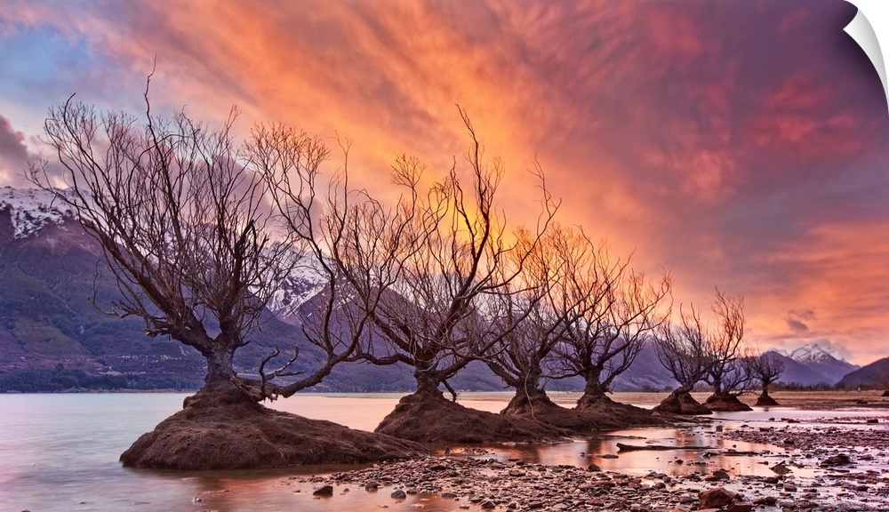 A photograph of a row of bare branched trees in mud patches under an orange sky with mountains in the distance.