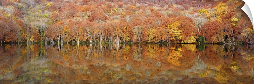 A vast forest in autumn foliage with only couple of trees still green left over from summer, reflecting in the lake below.