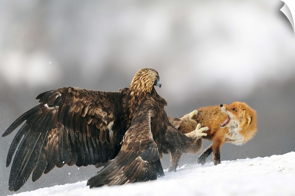 A large Golden Eagle attempts to grab a red fox in its talons.