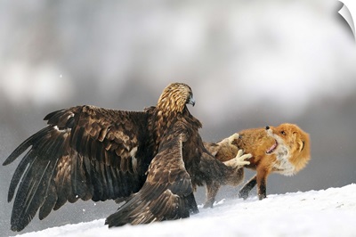 Golden Eagle And Red Fox