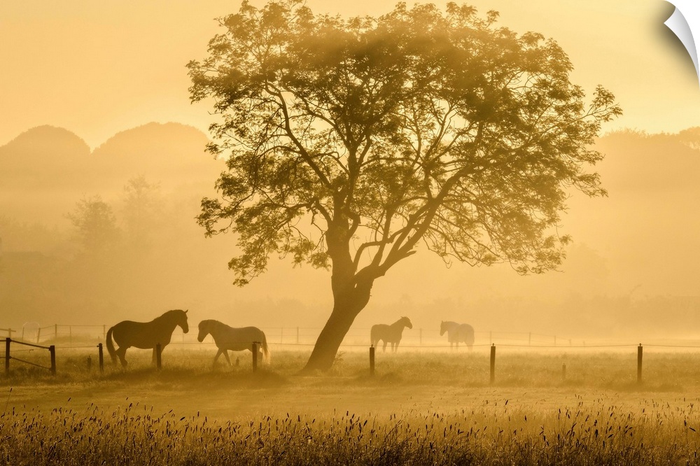 Horses on a mist covered meadow during sunrise.