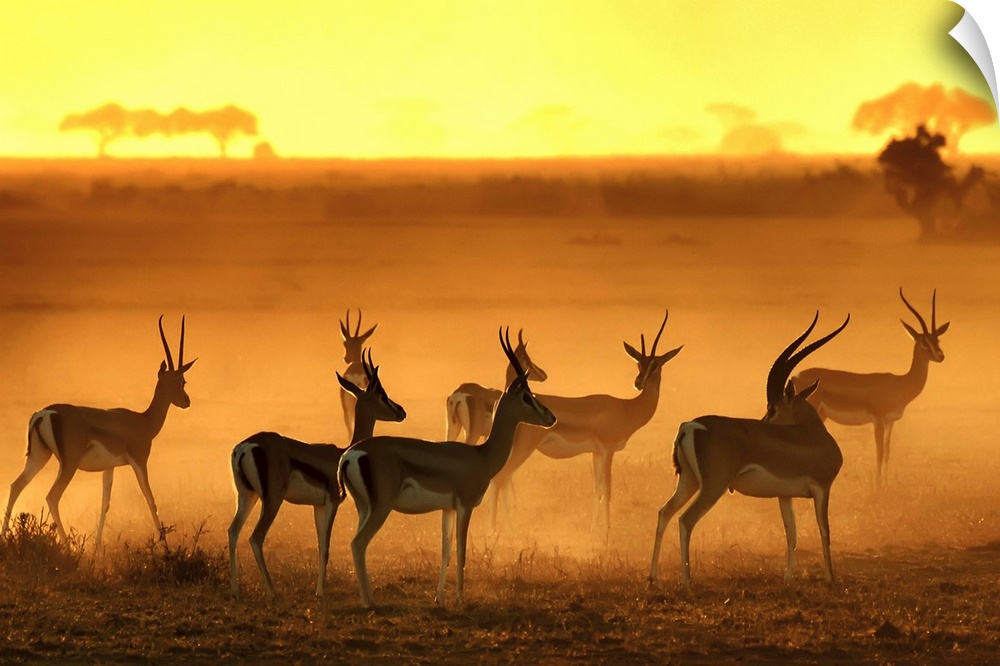 Silhouetted antelopes standing in the dusty plain of the African Savannah.
