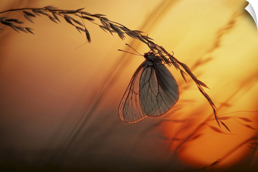 A butterfly with translucent wings handing from a stalk of wheat at sunset.