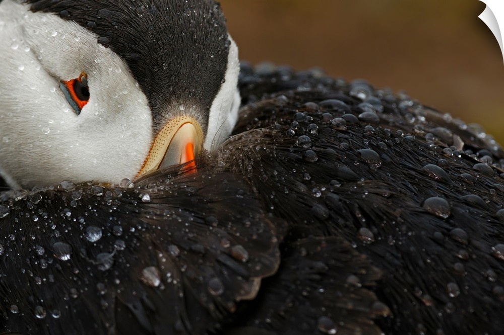 Close-up photograph of a puffin covered in water droplets.