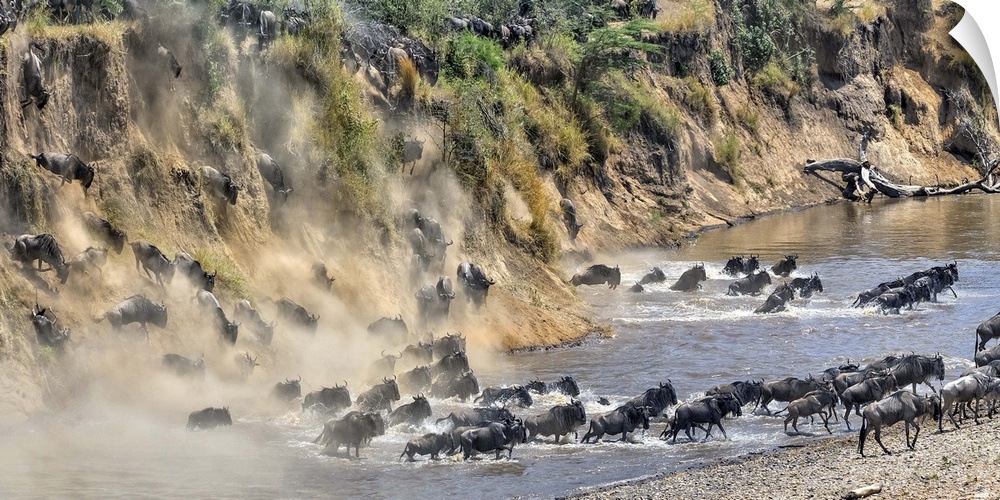 Wildlife photograph of a stampede of wildebeest moving down a cliff, through a river, and onto land.