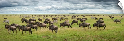 Great Migration In Serengeti Plains