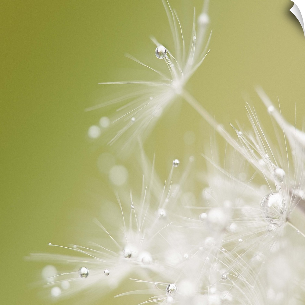Extreme close-up of a dandelion seeds with dew drops on the ends.
