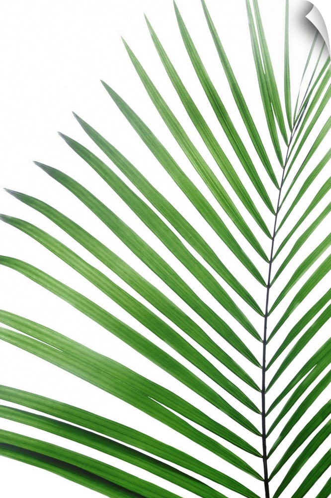 Green Palm Leaf