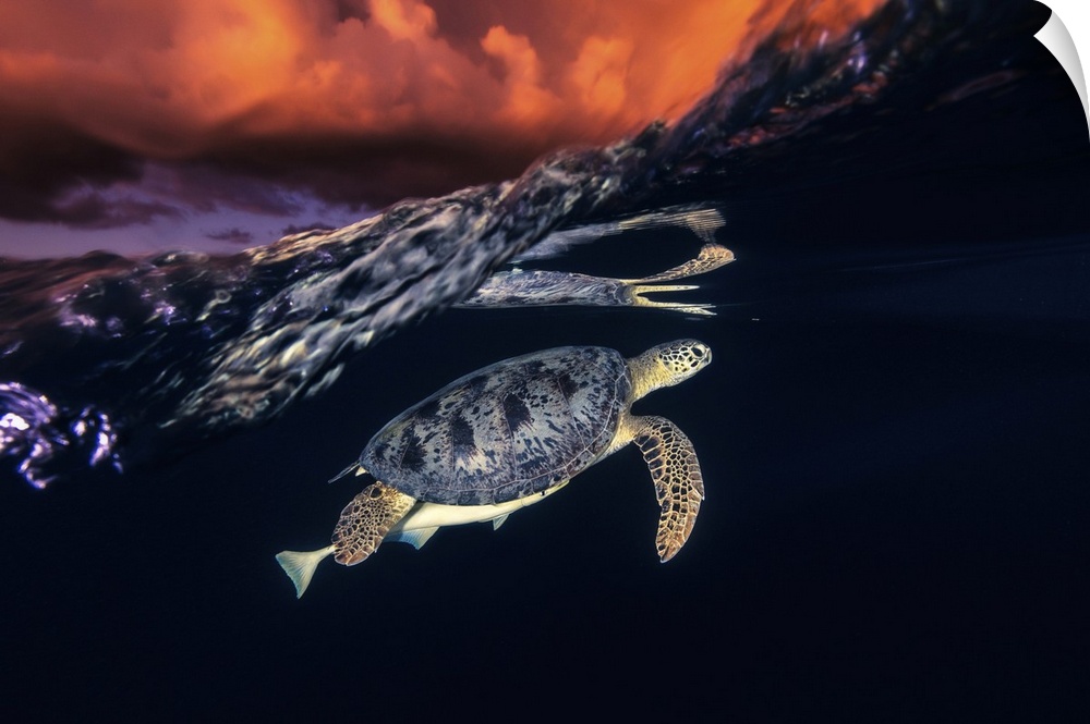 Green Turtle And Sunset - Sea Turtle