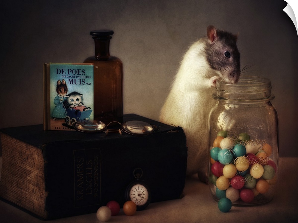 A conceptual photograph of a rat sitting with a jar of colorful gumballs.