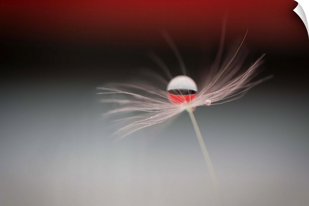 A macro photograph of a wispy flower with a large water droplet reflecting the red and white colors of the background.