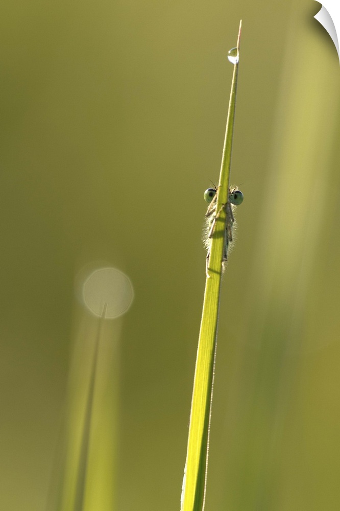 A small insect on a blade of grass, mostly hidden except for its eyes.