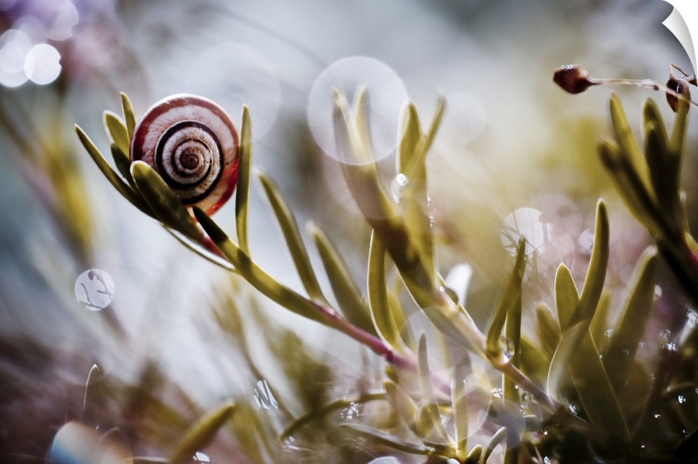 A snail shell balancing on a leafy plant, with bokeh lights around it.