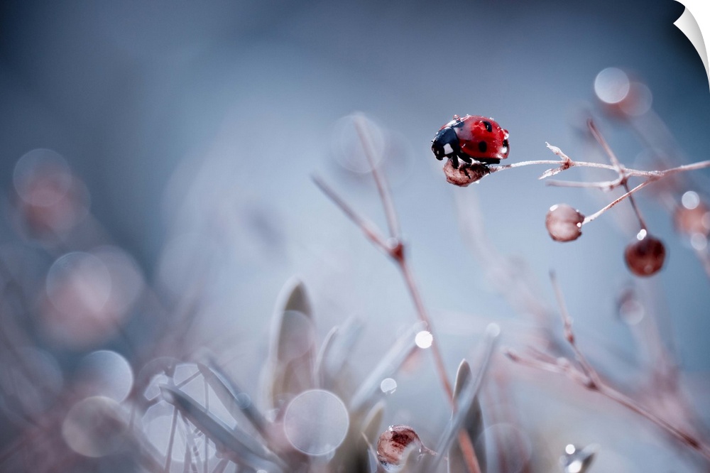 Macro image of a ladybug perched on the a twig, with bokeh effects in the background.