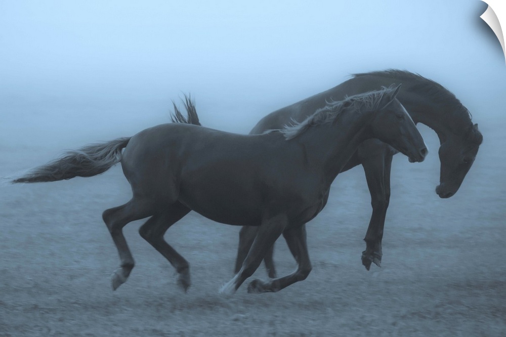 Two horses running and bucking in a misty field in the early morning.