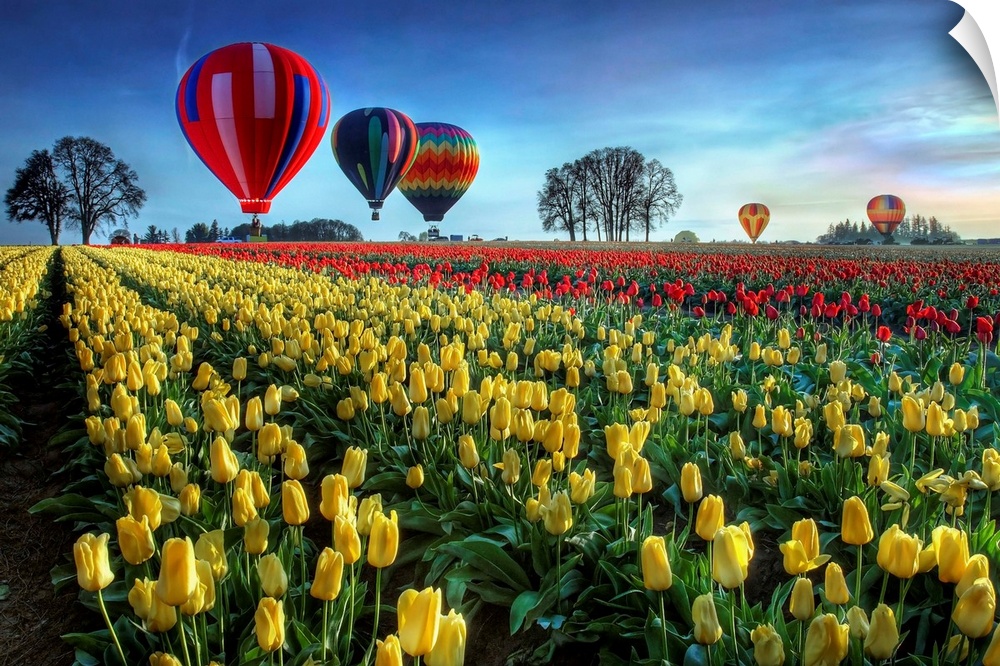 Hot Air Balloons Over Tulip Field