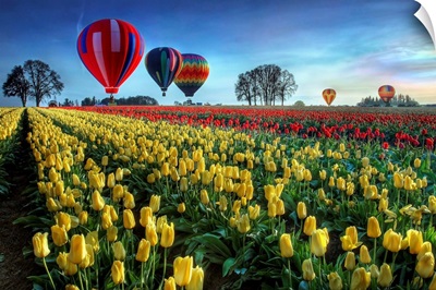 Hot Air Balloons Over Tulip Field