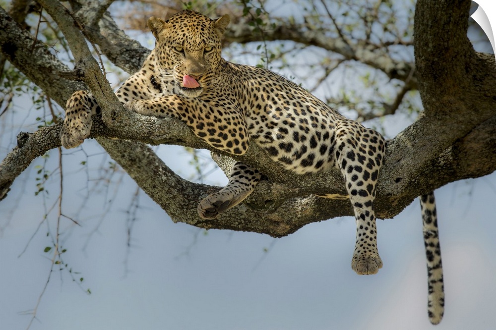 Photograph of a leopard laying in a tree licking its lips.