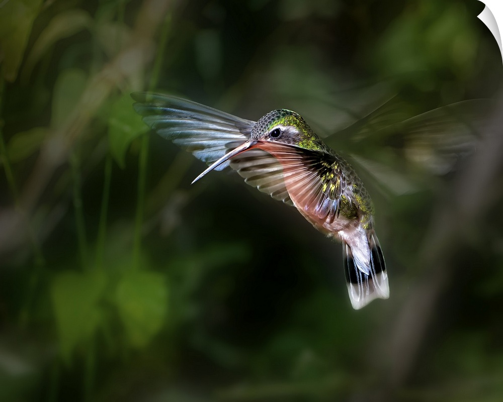 A hummingbird hovering in the air, wings beating super fast.