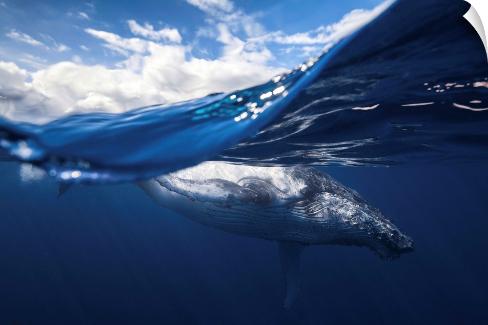 A dynamic cross section shot of a humpback whale close to the surface of the ocean.