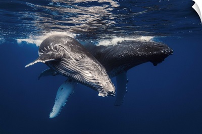 Humpback Whale Family!