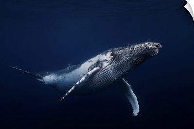 Humpback Whale In Blue