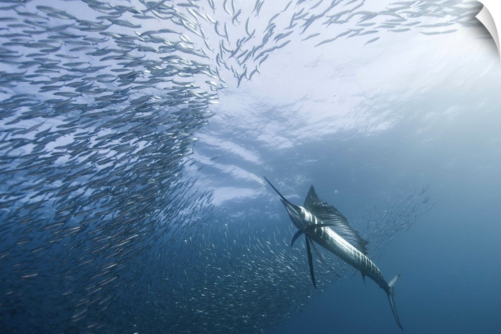 Underwater shot of a sailfish swimming into a school of fish.