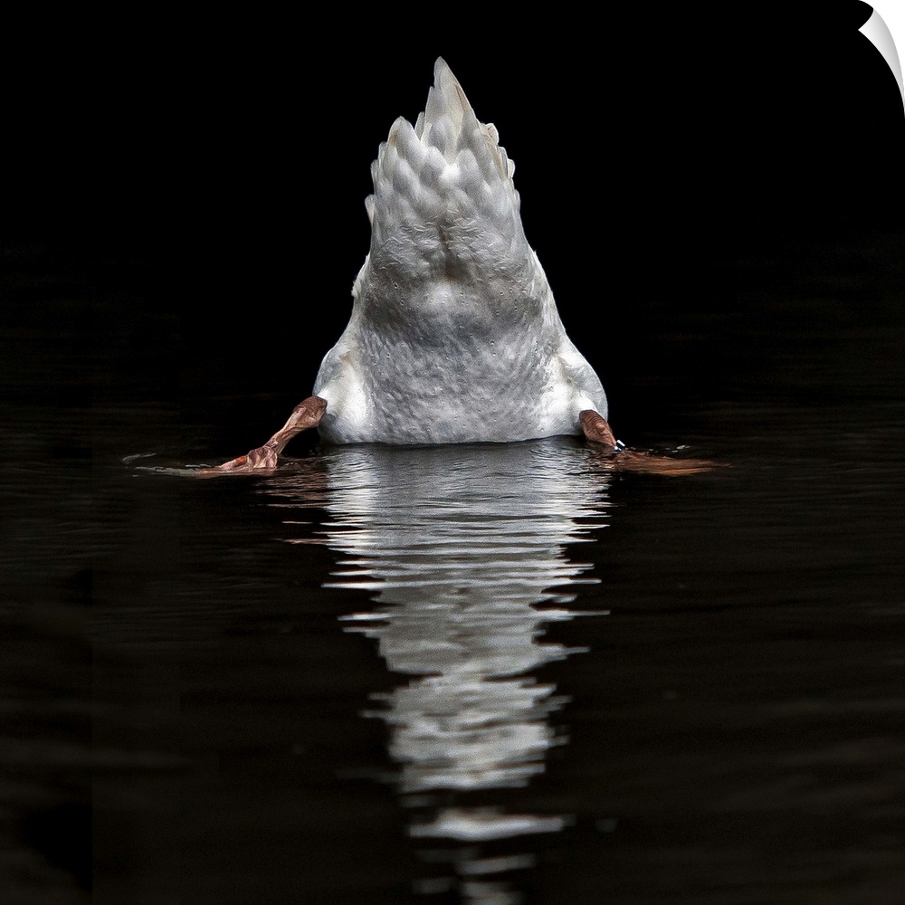 Humorous image of the backside of a swan as it dips its head underwater.