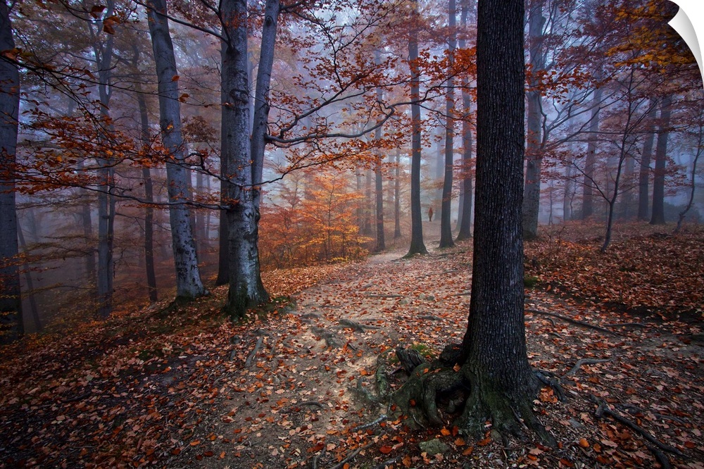 A dark forest in the fall with leaves all over the ground.