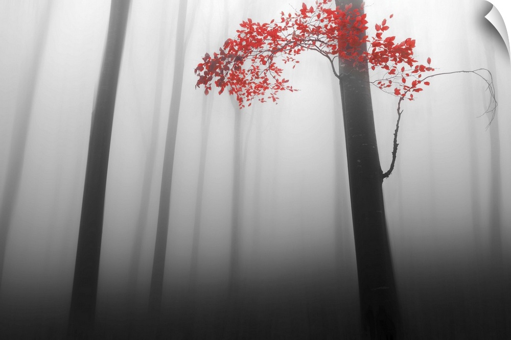 A forest with dense fog and thin dark trees, with only one branch of vivid red leaves.