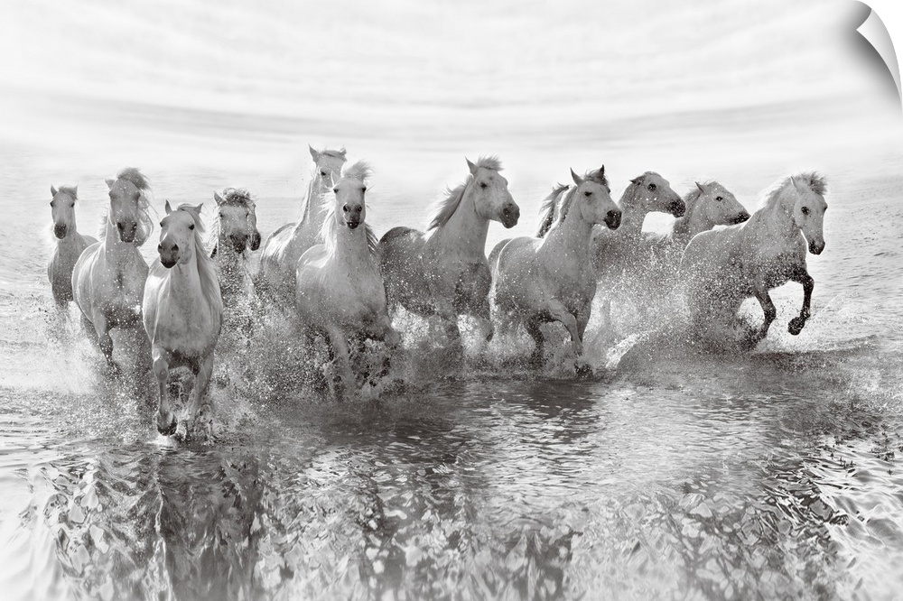 An intense photograph of a herd of white horses galloping through water.
