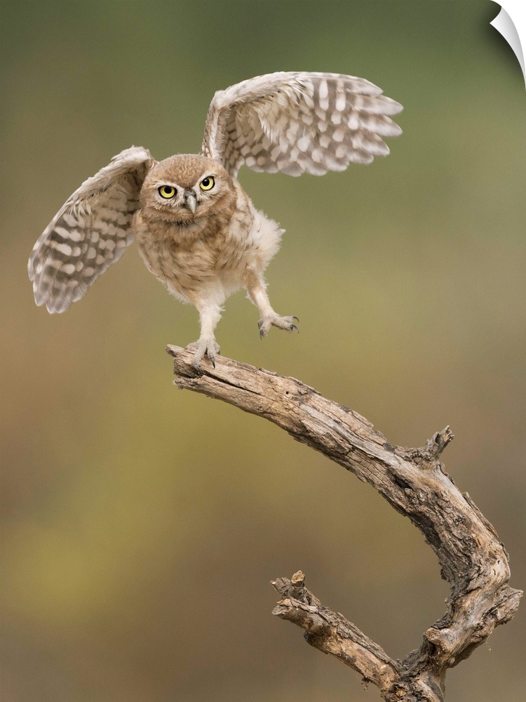 Cute Burrowing Owl balancing on a branch with its wings outstretched.