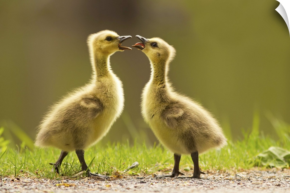 Two Canada Goose goslings having an argument.